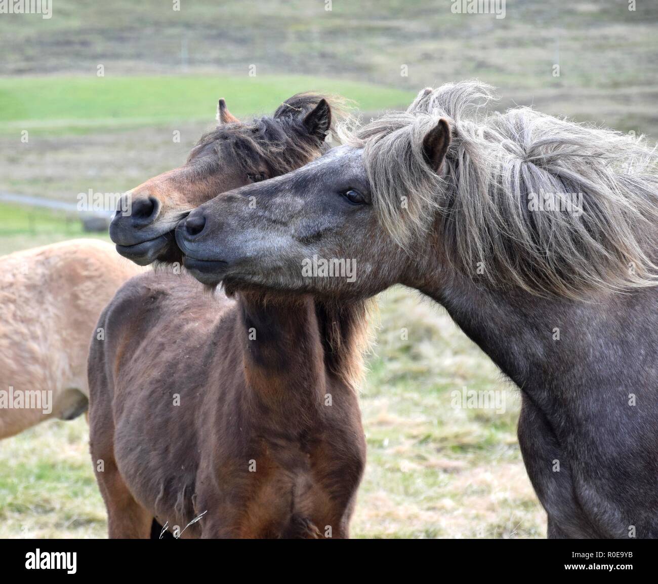 Due cavalli islandesi, uno stuzzicante l'altro. Bay e colline punteggiano il grigio. Foto Stock