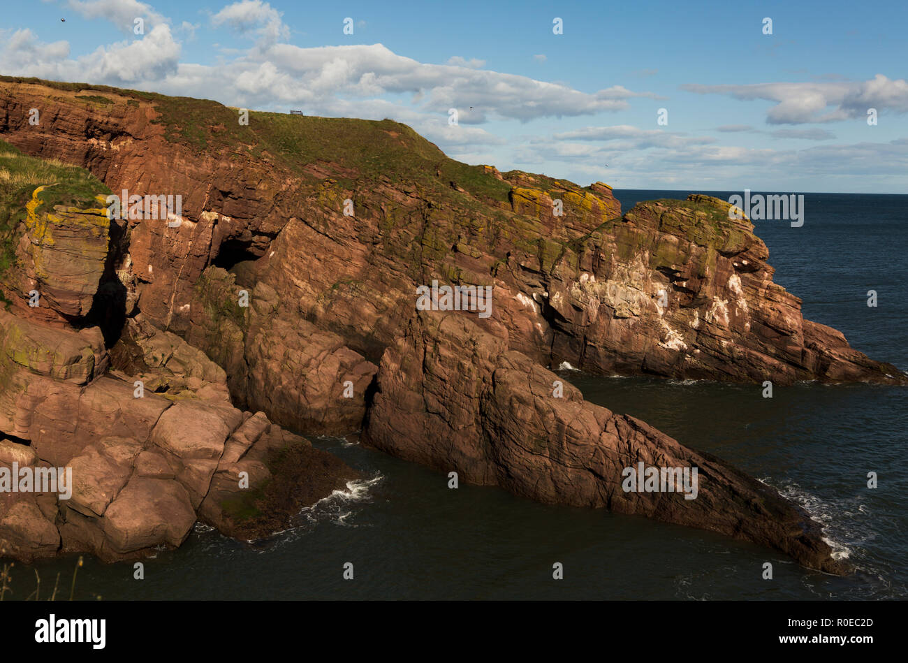 Le formazioni rocciose di Arbroath cliffs Foto Stock