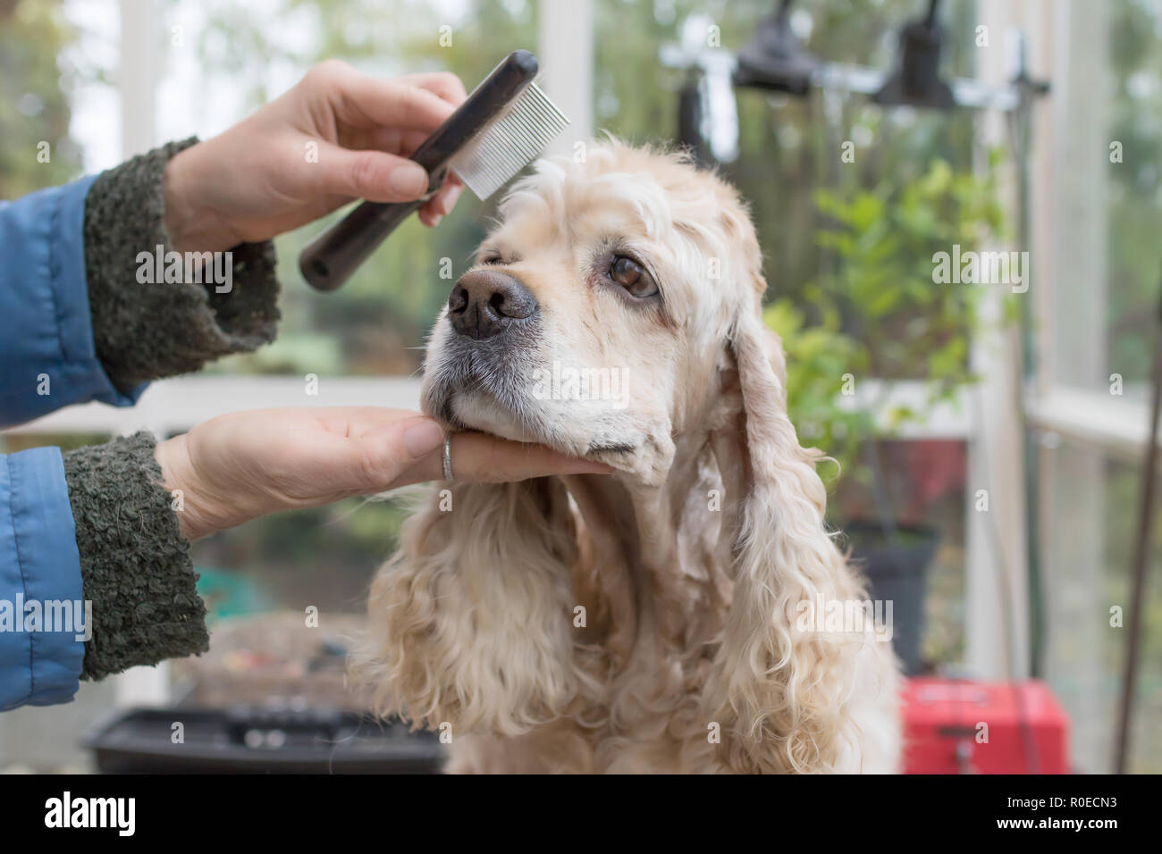 La pettinatura della testa della American Cocker Spaniel nel salone del cane. Orizzontalmente. Foto Stock