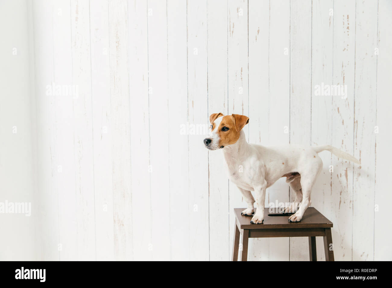 Jack Russell Terrier sulla sedia pone contro bianco parete in legno, focalizzata in distanza. Bellissimo il pet. Cute cane siede indoor, ha aspetto elegante Foto Stock