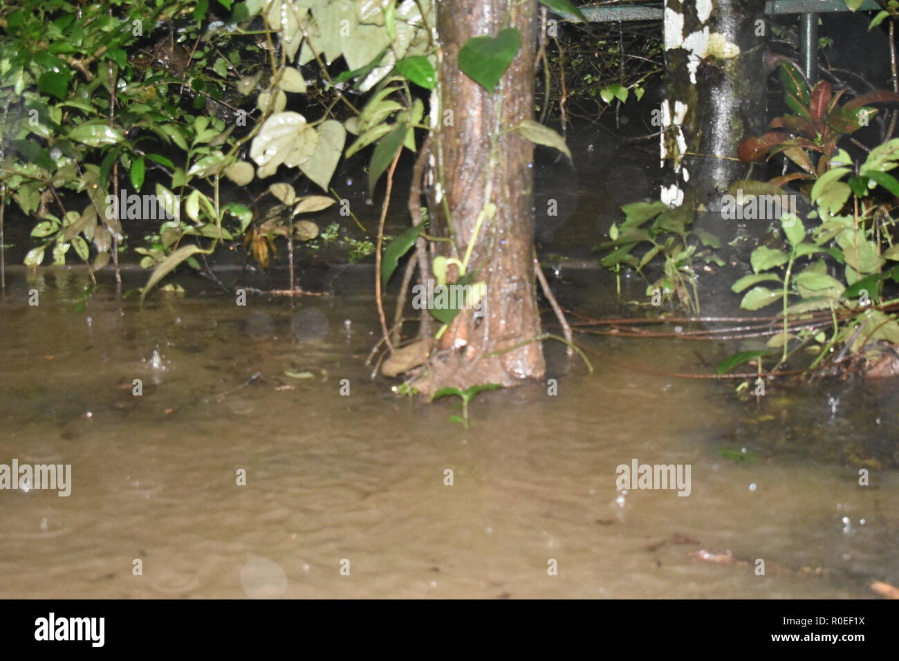 Pioggia pesante e inondato il Kerala Foto Stock