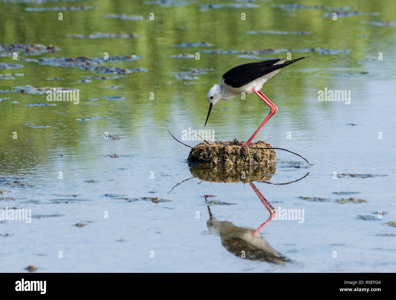 Un Black-winged Stilt (Himantopus himantopus) tendendo il suo nido. Xiangshan Wetland, Hsinchu, Taiwan. Foto Stock