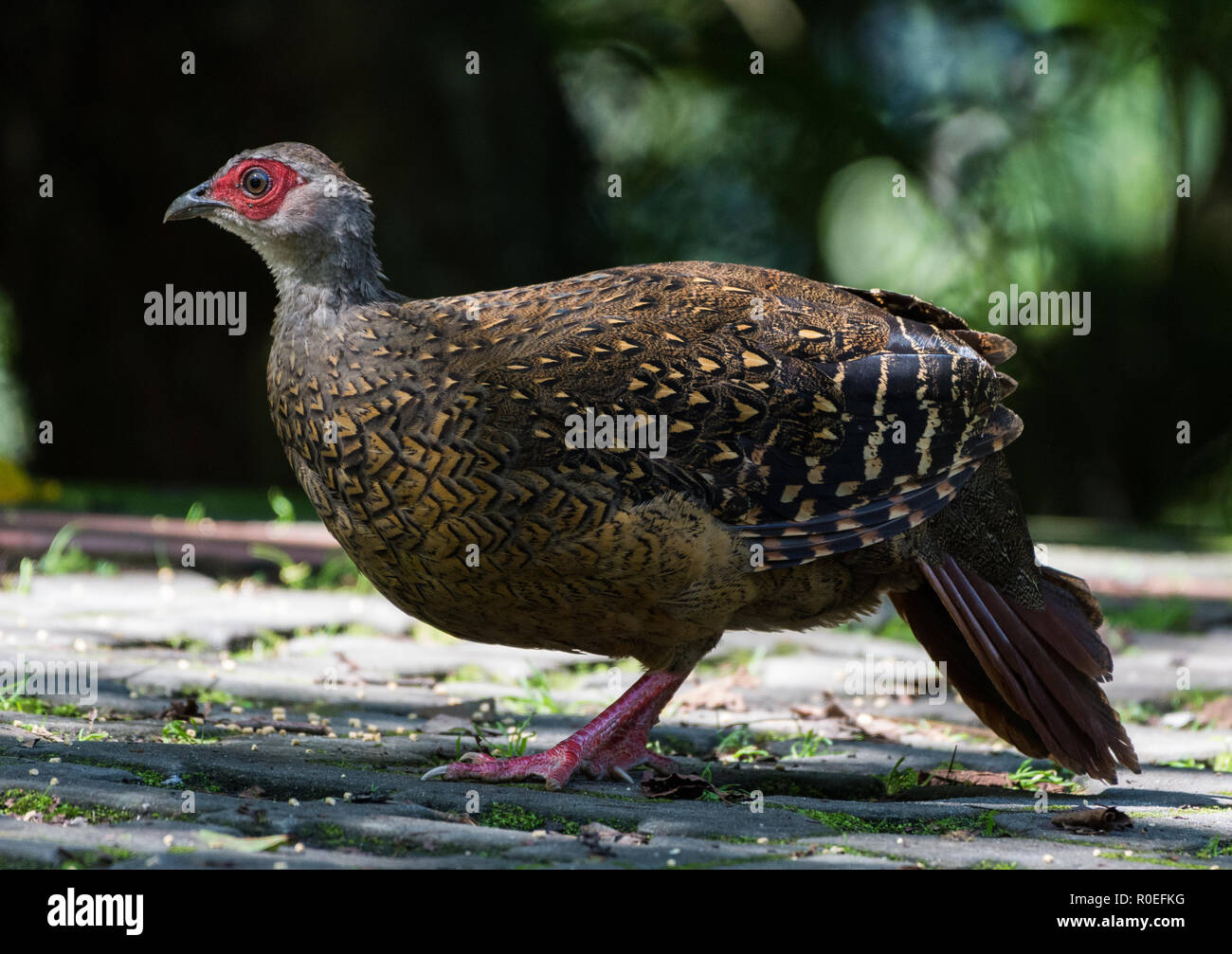 Un endemico Swinhoe femmina di fagiano (Lophura swinhoii) rovistando nella foresta. Dasyueshan, Taiwan. Foto Stock