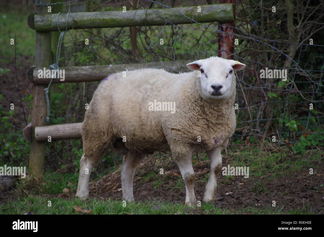 Pecore. A lunga distanza trail. In Inghilterra. Regno Unito Foto Stock