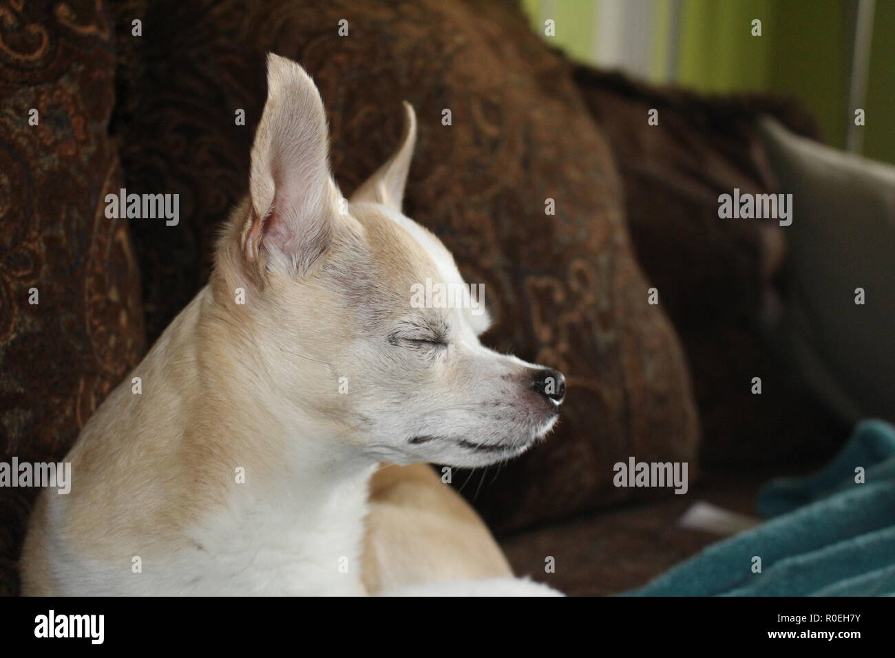 Vecchio chihuahua godendo la calma sun Foto Stock