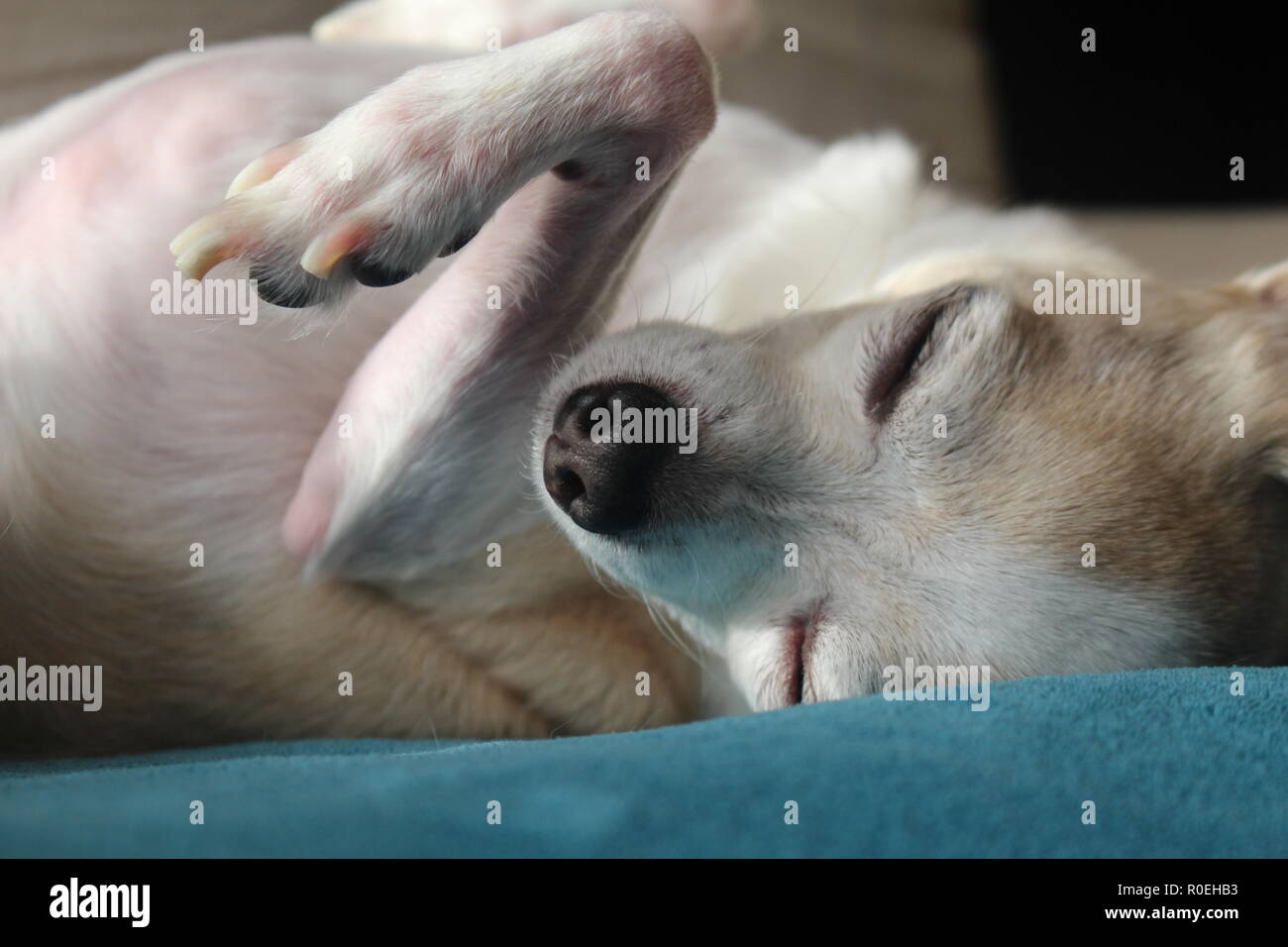 Vecchio chihuahua godendo la calma sun Foto Stock