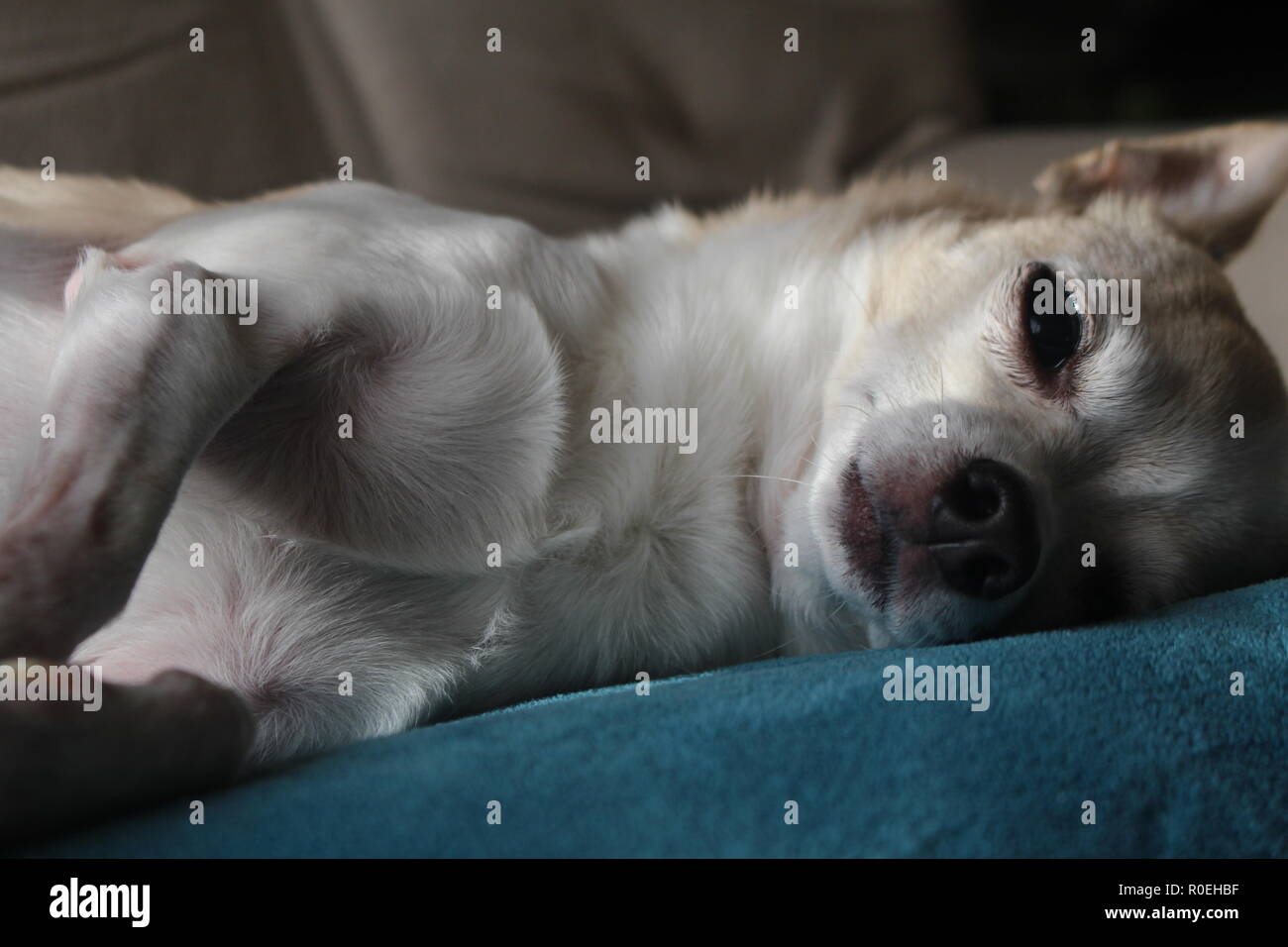 Vecchio chihuahua rilassante Foto Stock