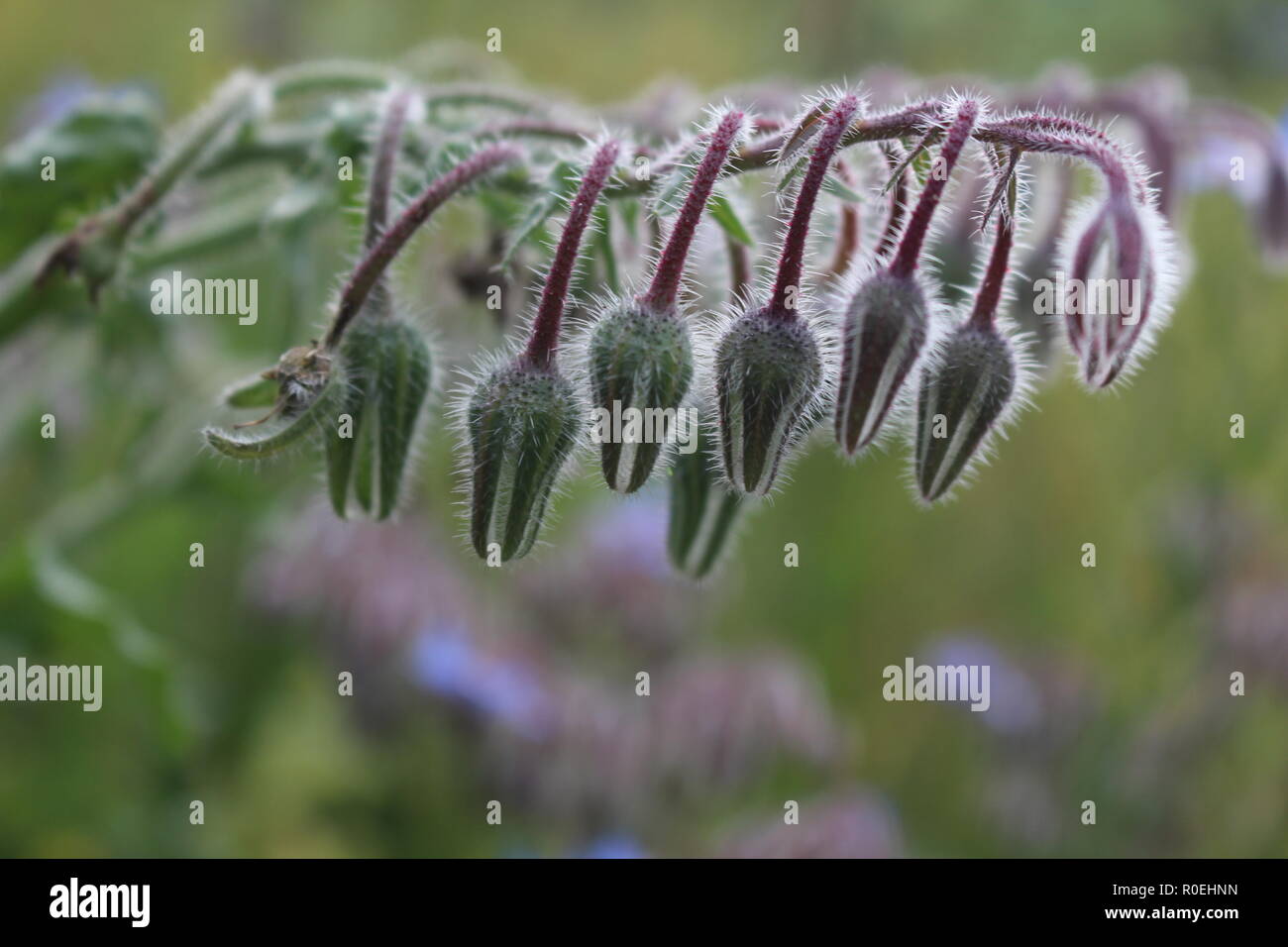 Macro shot della starflower prima fioritura Foto Stock