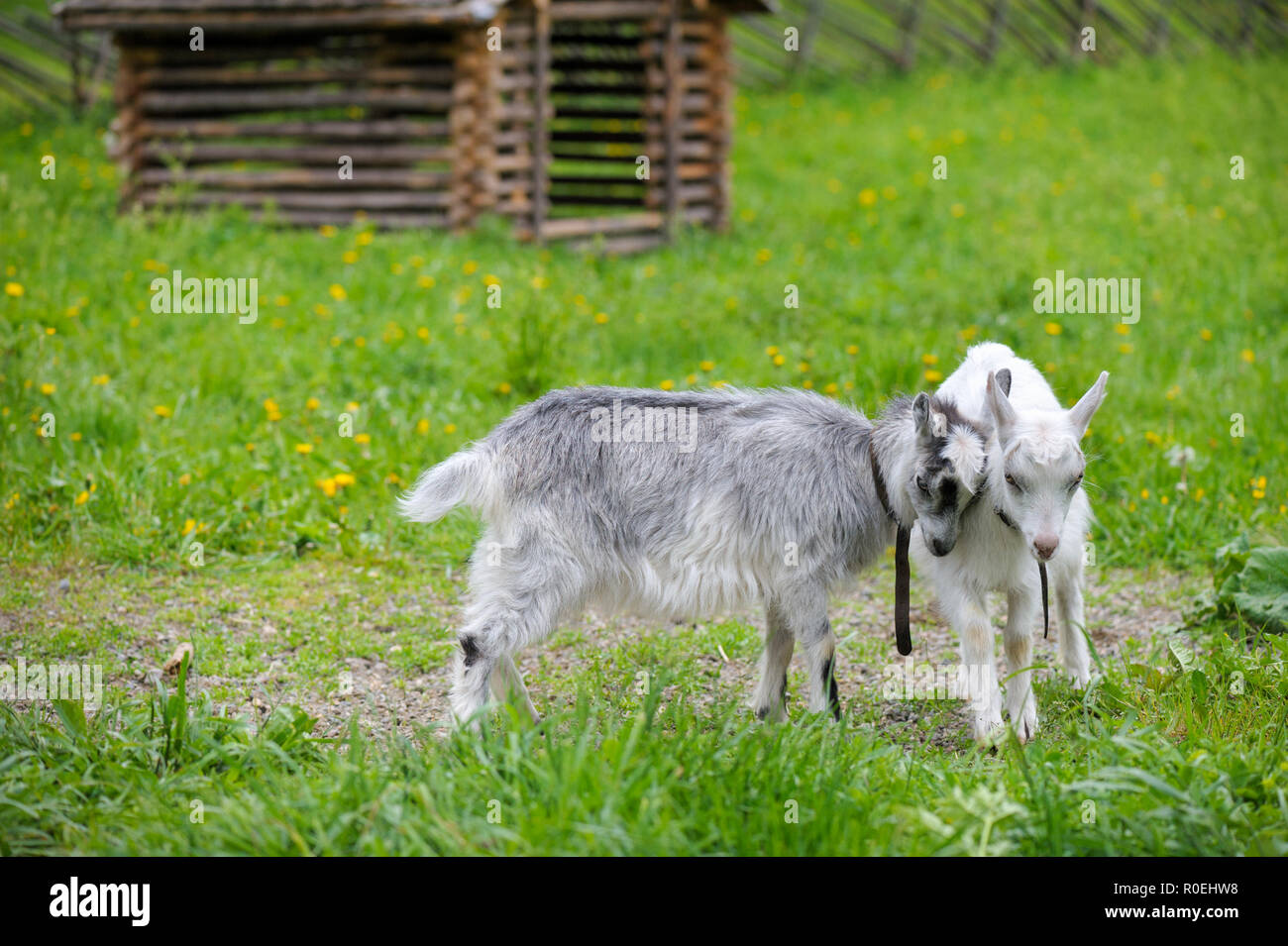 Giocoso caprette Foto Stock