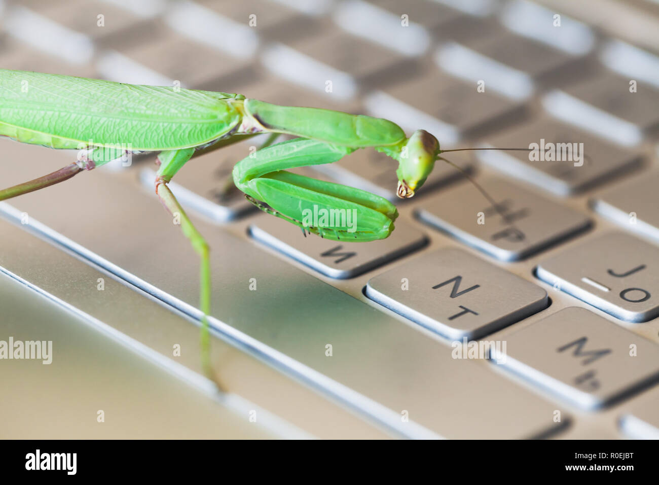 Mantis premendo i tasti su una tastiera del laptop computer, bug o metafora di hacker Foto Stock