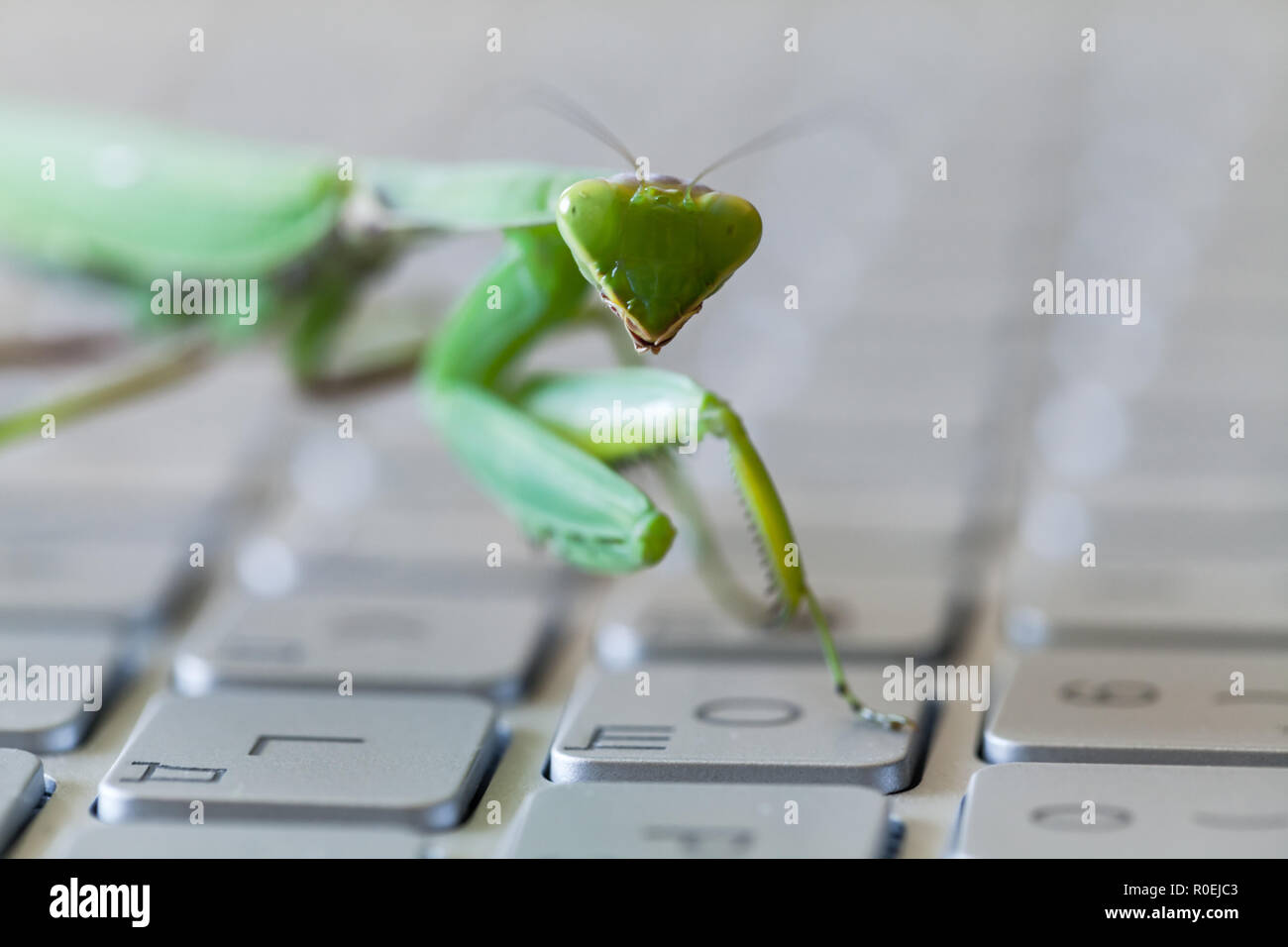 Green mantis, insetto premendo il tasto su una tastiera portatile, mantide religiosa come un computer bug o metafora di hacker Foto Stock