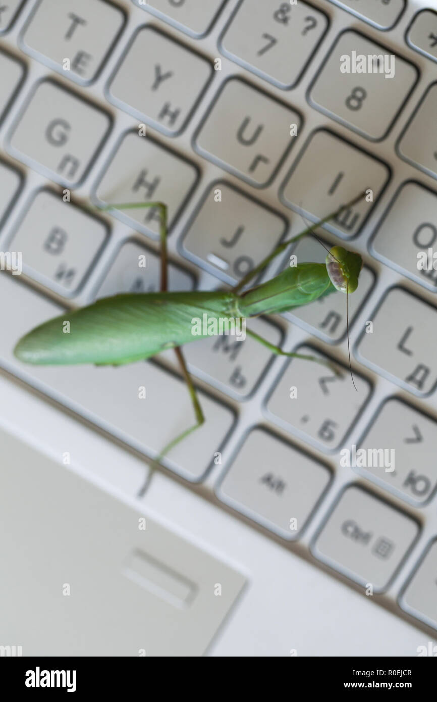 Insetto verde premendo i tasti su una tastiera portatile, mantide religiosa come un computer bug o hacker metafora. Vista superiore Foto Stock