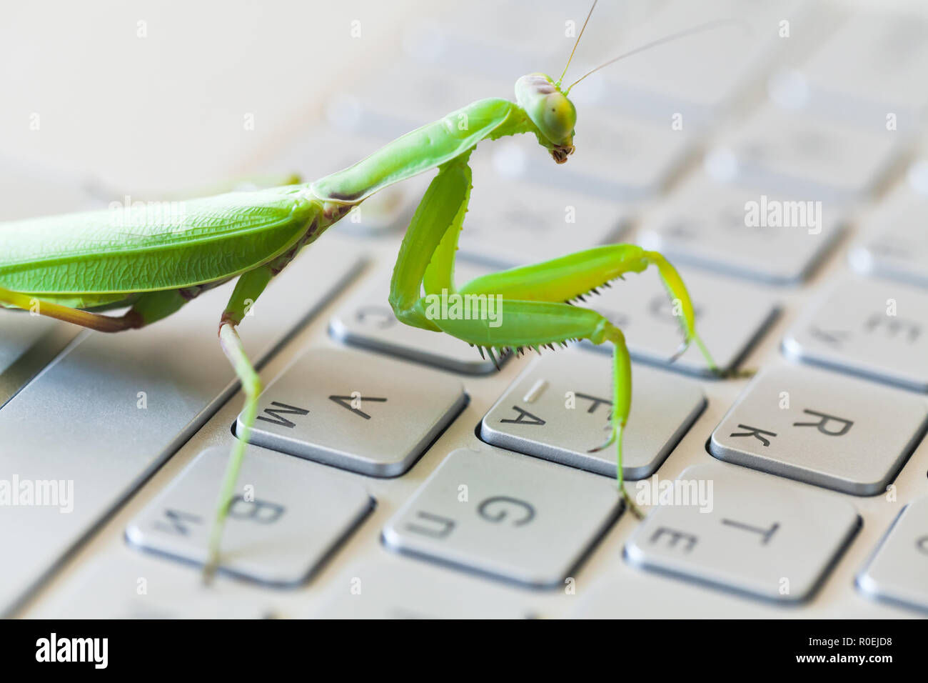 Insetto verde premendo i tasti su una tastiera portatile, mantide religiosa come un computer bug o metafora di hacker Foto Stock