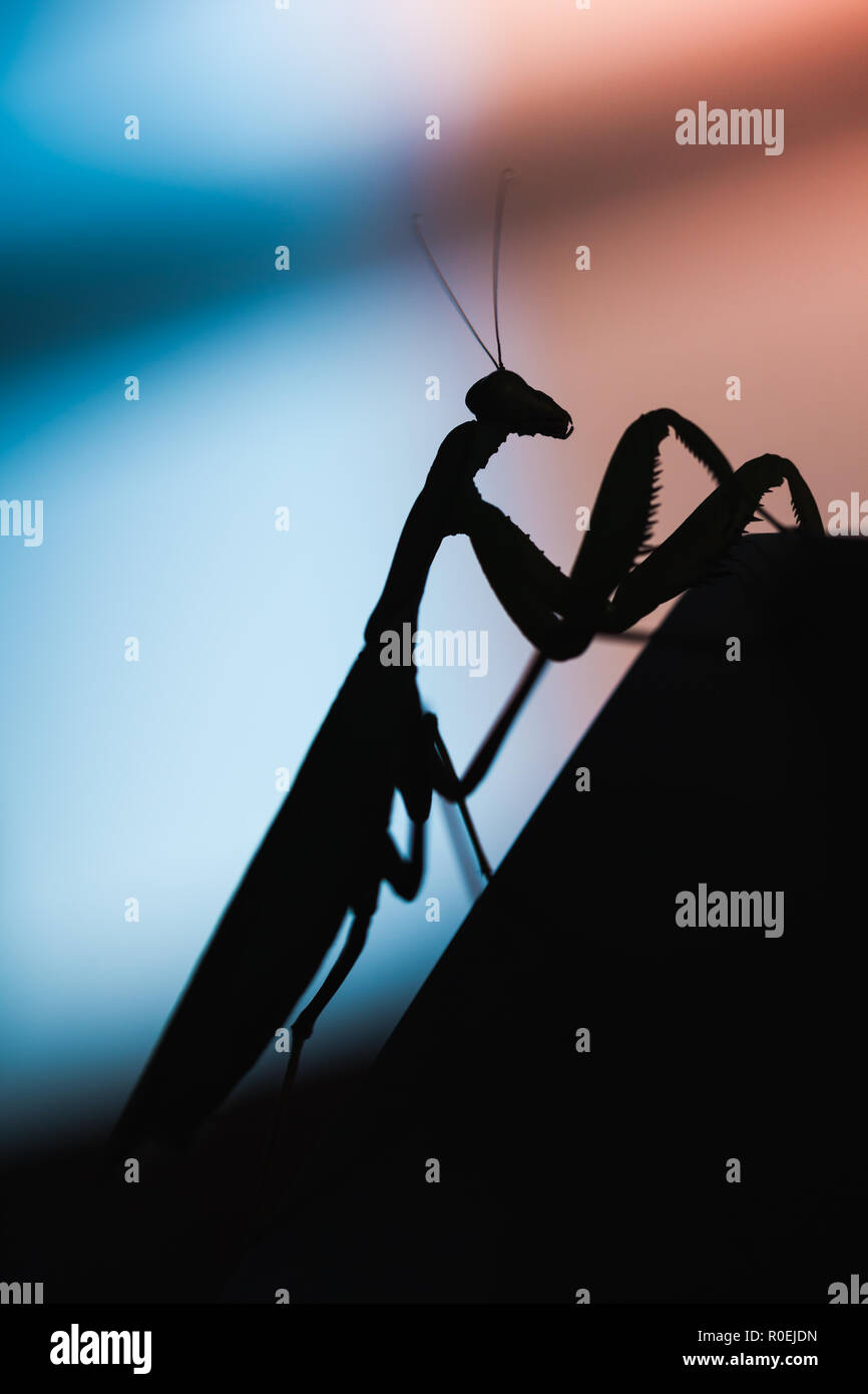 Mantis. Nero silhouette di insetto su sfondo sfocato, verticale foto macro Foto Stock