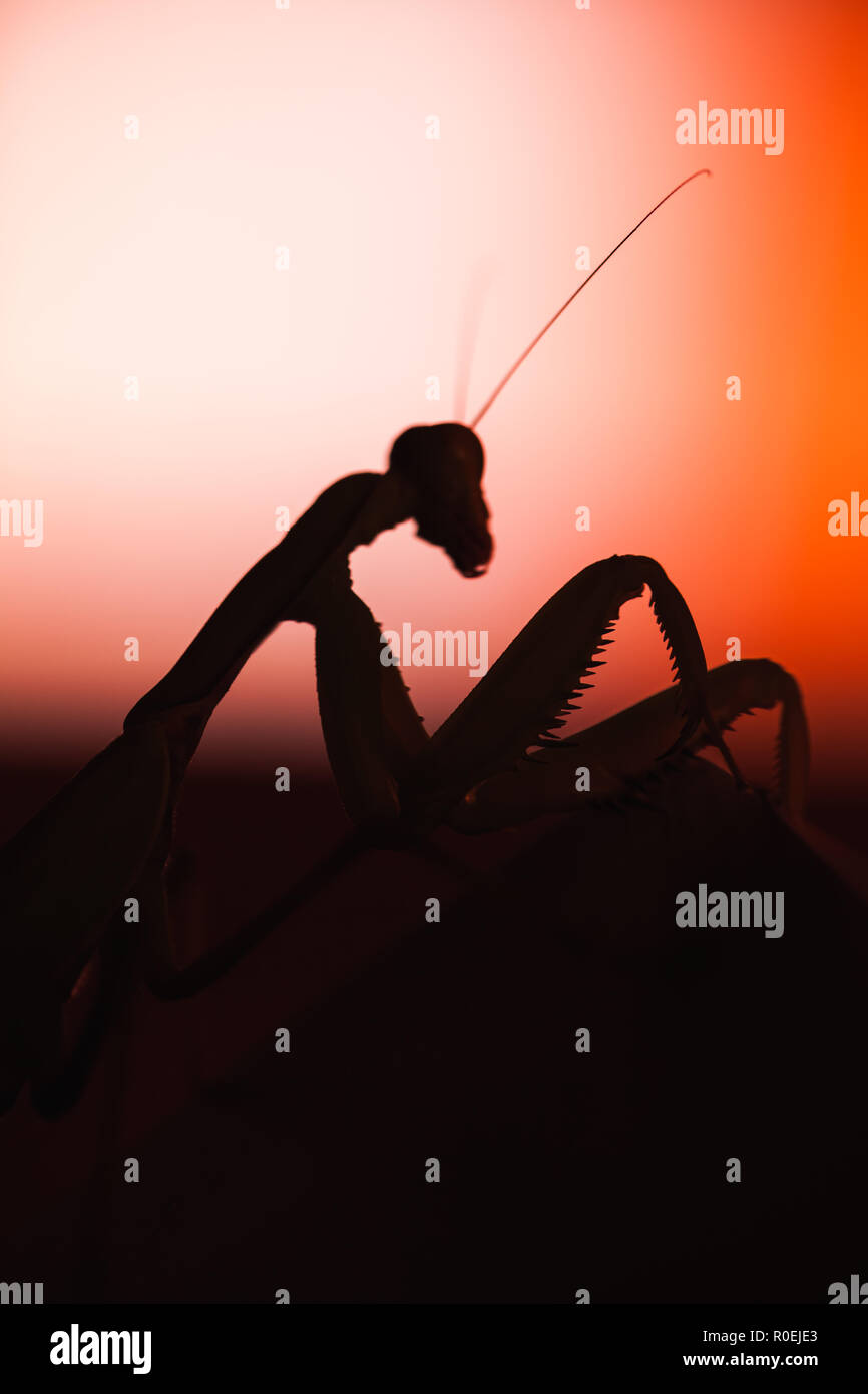 Silhouette nera di mantis insetto sfocate su sfondo rosso, foto macro Foto Stock