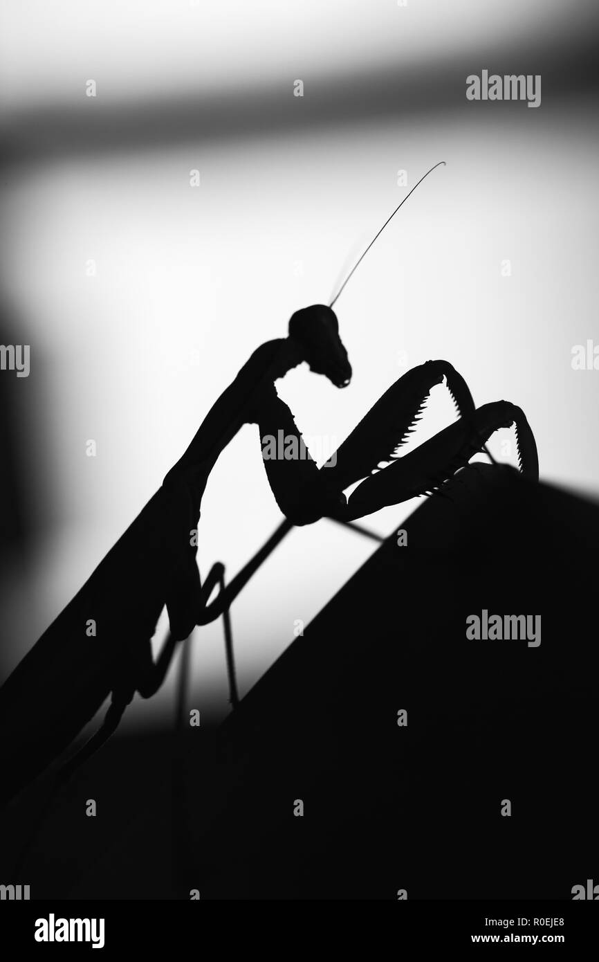 Silhouette nera di insetto mantide su sfondo sfocato, in bianco e nero foto macro Foto Stock