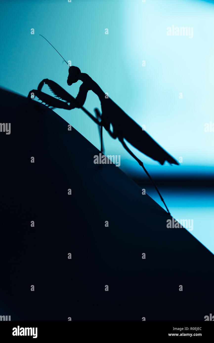 Silhouette nera di mantis insetto sfocate su sfondo blu, foto macro Foto Stock