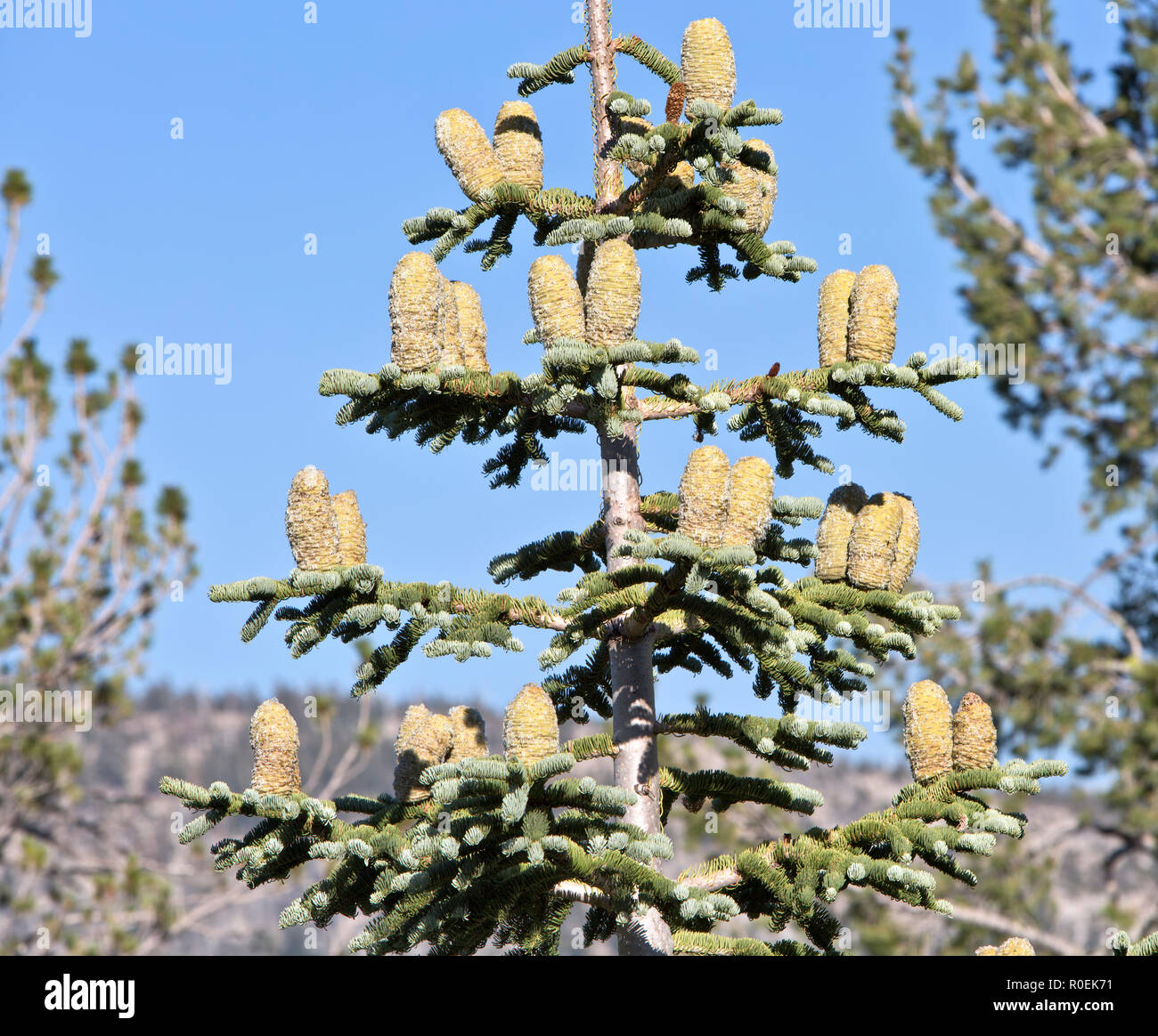 Abete rosso, coni di maturazione "Abies magnifica' albero, coni di maturazione. Foto Stock