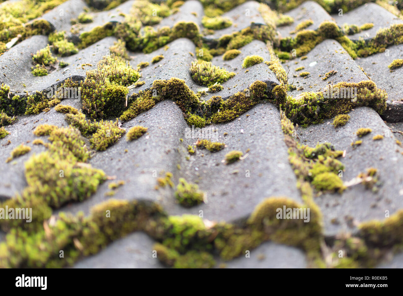 Tegole del tetto coperto da moss Foto Stock
