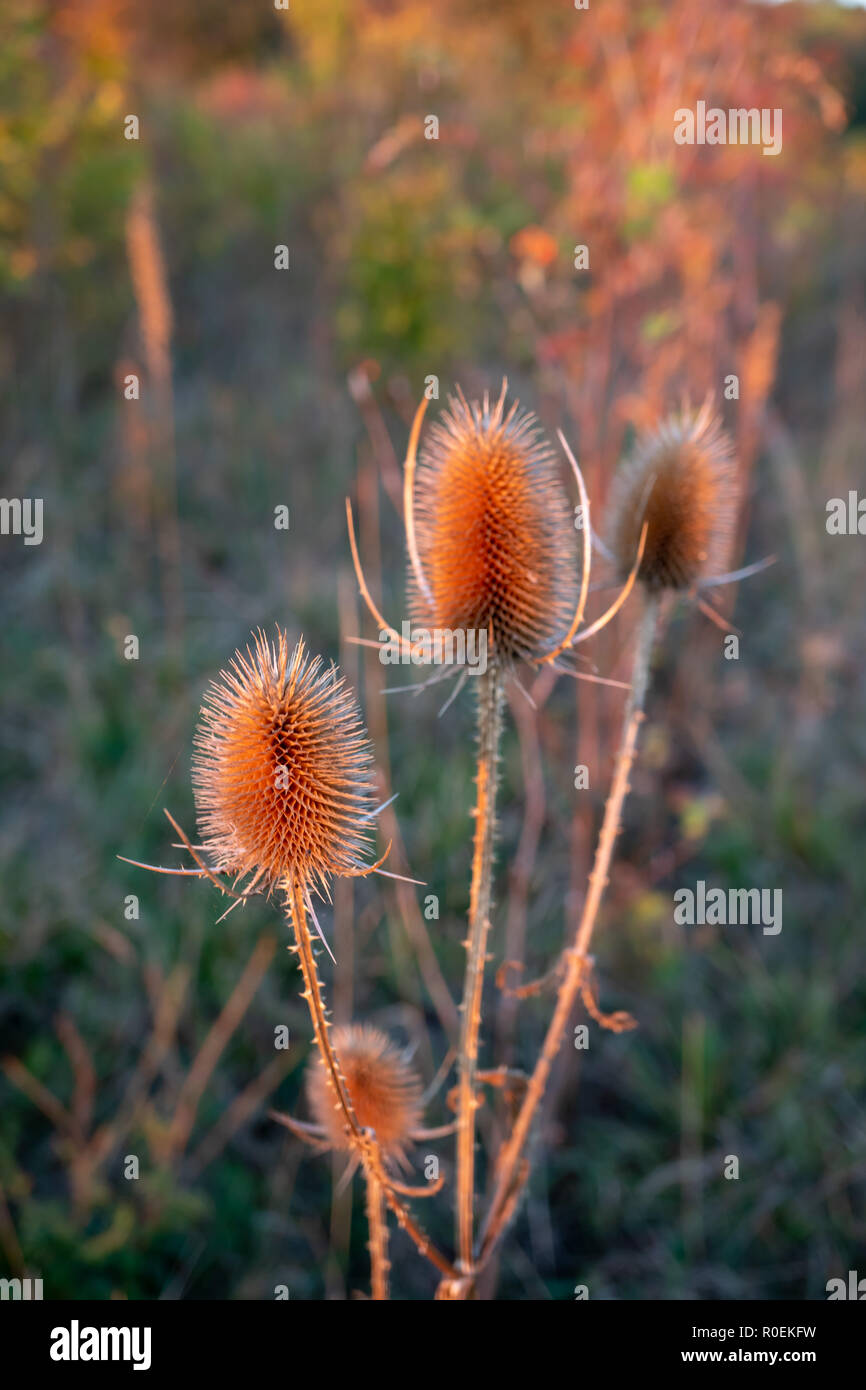 Asciugare fiore di cardo sul prato durante il sunrise durante l'autunno in Germania Foto Stock