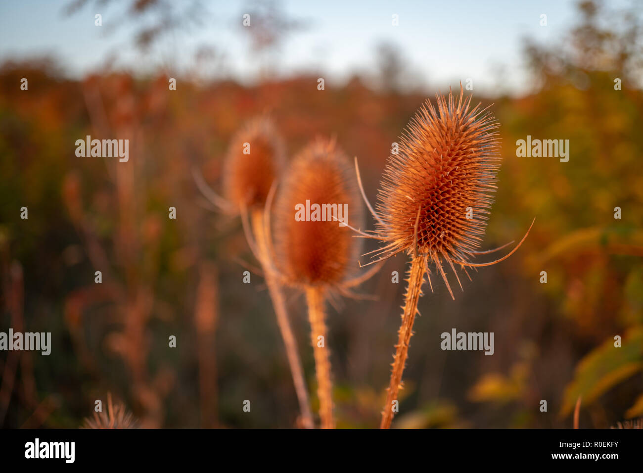 Asciugare fiore di cardo sul prato durante il sunrise durante l'autunno in Germania Foto Stock