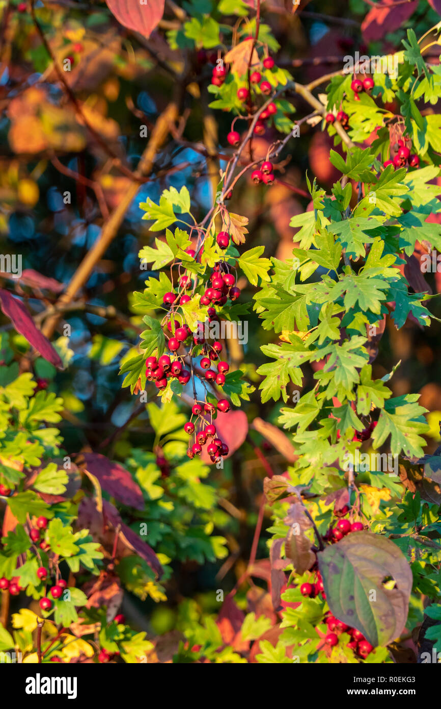 Close-up di un Cotoneaster bush con un sacco di bacche rosse sui rami, sfondo autunnale. Colori d'autunno, cespugli selvatici con bacche rosse nel parco. Foto Stock