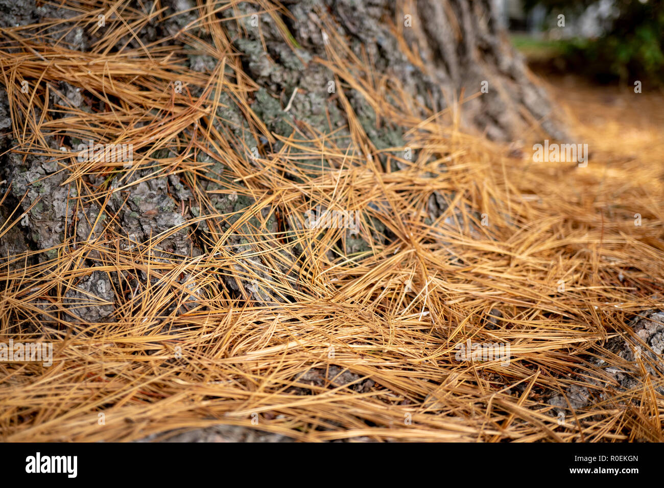 Vecchio Brown dry aghi di pino sulla terra vicino ad un albero in autunno in una giornata di sole Foto Stock