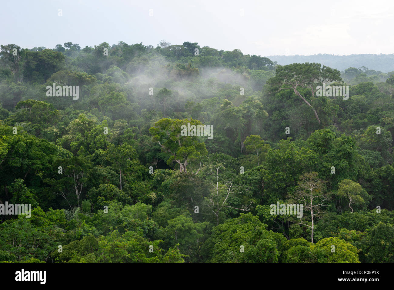 La foresta pluviale amazzonica dalla zona vicino Cristalino Lodge, Pará Stato, Brasile Foto Stock