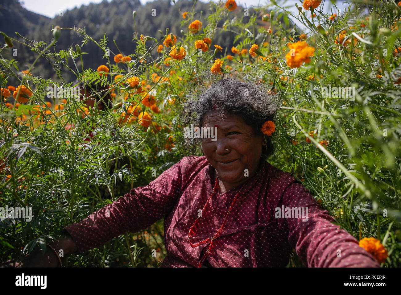 Una donna picks calendula fiori per essere usato durante il festival di Tihar è anche chiamato Dipawali. Tihar è è il secondo più grande festival del Nepal che è dedicato ad un animale differente o un oggetto di culto, comprese le vacche, corvi e cani. Il festival celebra il potente rapporto tra gli esseri umani e gli dèi e gli animali Foto Stock