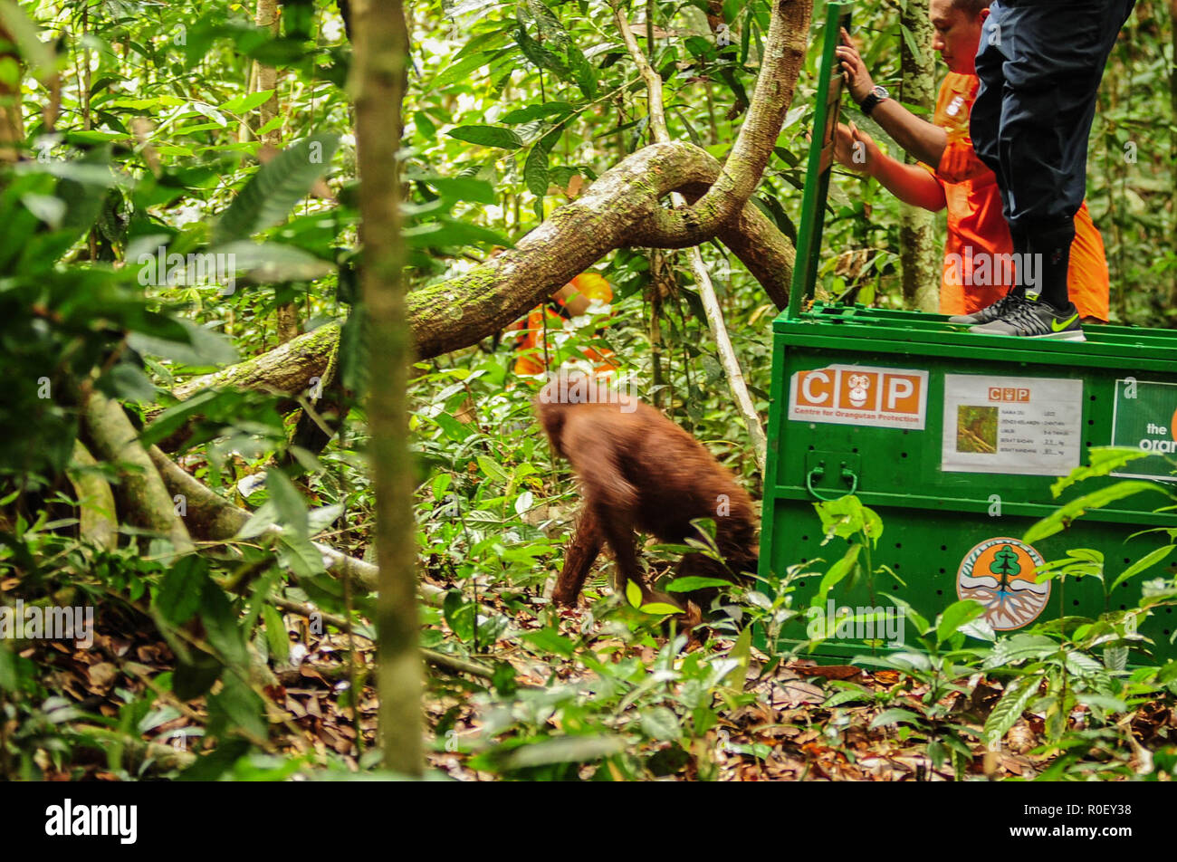 3 novembre 2018 - Fiume Lesan foresta protetta, a Est di Kalimantan, Indonesia - Novi, un orango tango primate su dove possono essere rilasciate nell'ambiente selvatico nel fiume Lesan foresta protetta, Kalimantan orientale, Indonesia. Questi due Bornean orangutan (Pongo pygmaeus morio), Novi e Leci sono il risultato della rinuncia della comunità ad Est di Kalimantan Risorse Naturali Conservation Centre in 2014 e 2016 nella regione Tenggarong, dove sono stati rilasciati nel loro habitat naturale dopo anni di riabilitazione dal trauma causato spesso da persone. Attualmente vi sono 57.300 meno orangutan vivere Foto Stock