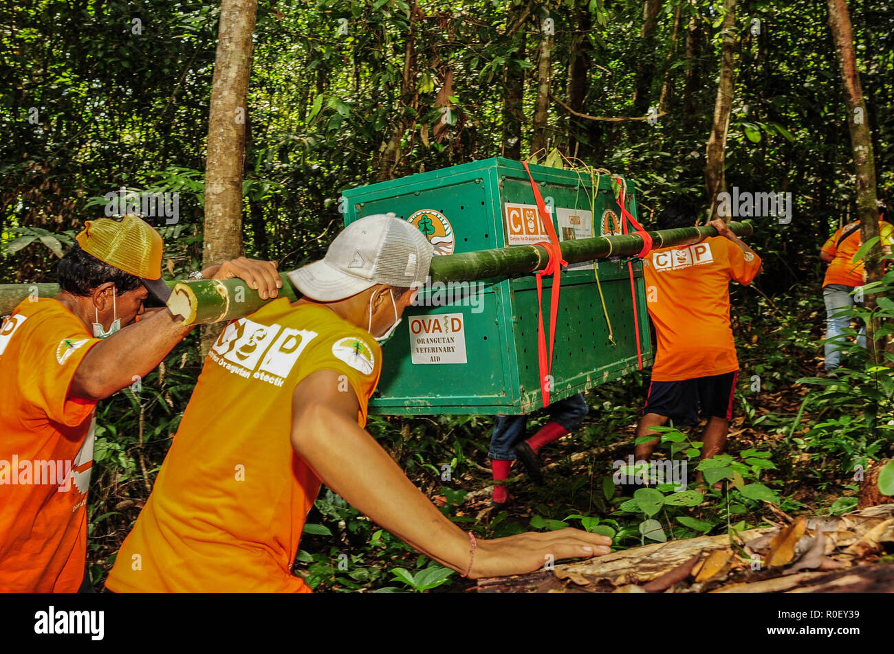 3 novembre 2018 - Fiume Lesan foresta protetta, a Est di Kalimantan, Indonesia - personale indonesiano portano a gabbie con orangutan primate in un luogo dove saranno immessi nell'ambiente selvatico nel fiume Lesan foresta protetta, Kalimantan orientale, Indonesia. Questi due Bornean orangutan (Pongo pygmaeus morio), Novi e Leci, sono il risultato della rinuncia della comunità ad Est di Kalimantan Risorse Naturali Conservation Centre in 2014 e 2016 nella regione Tenggarong, dove sono stati rilasciati nel loro habitat naturale dopo anni di riabilitazione dal trauma causato spesso da persone. Attualmente th Foto Stock