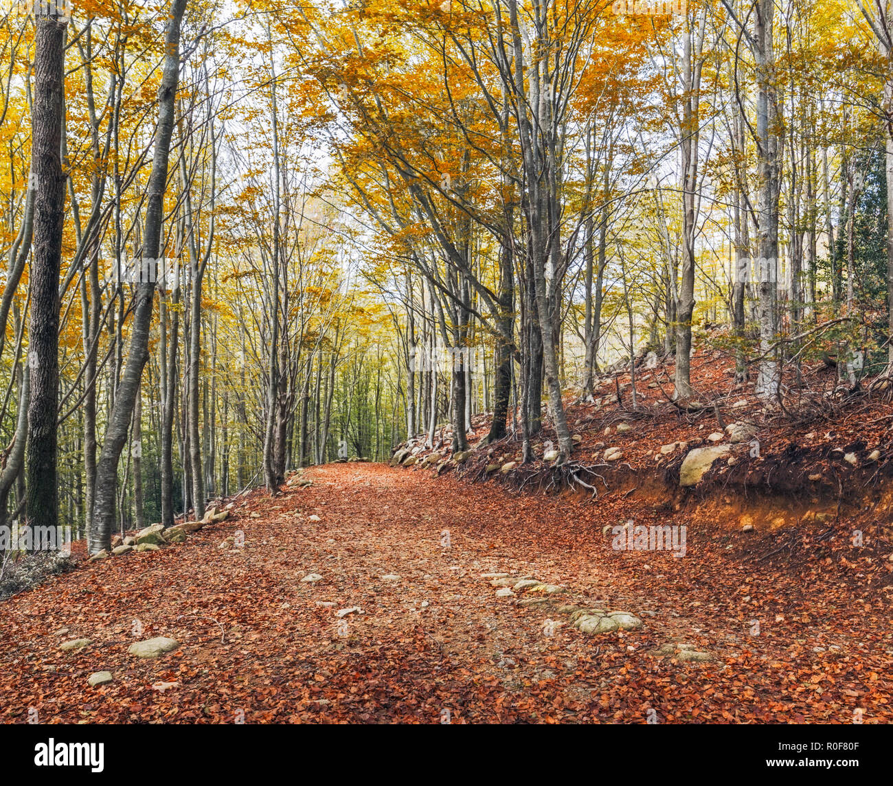 Autunno del bosco di faggio in Montseny parco naturale, la Catalogna Foto Stock