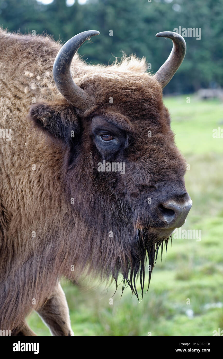 Il bisonte europeo - Bison bonasus Closeup della testa Foto Stock