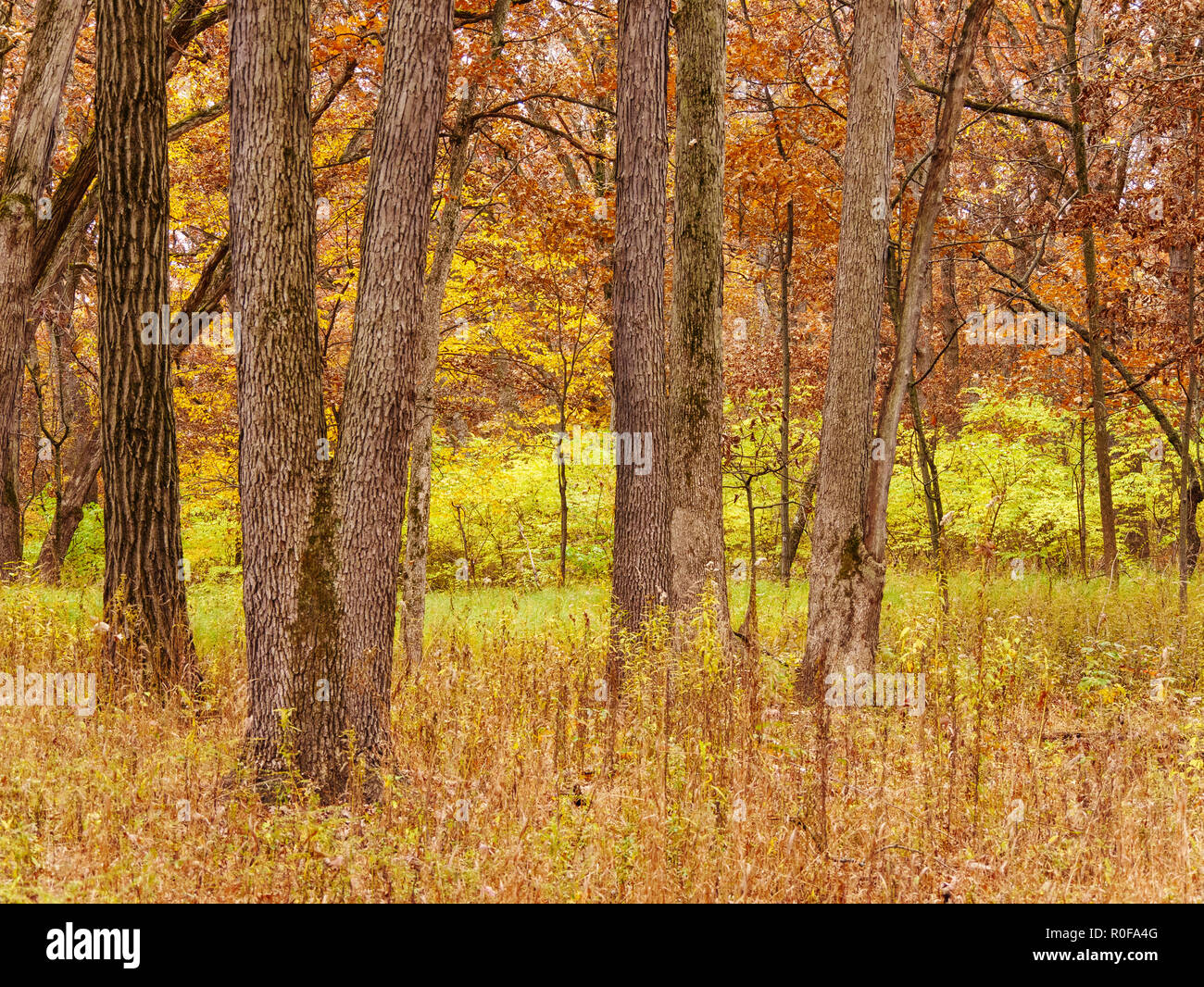 Il ripristino dell'habitat della savana in legno di quercia, con area non ripristinati soffocato con il caprifoglio amur in background. Vicolo del paese Wooks, Illinois. Foto Stock