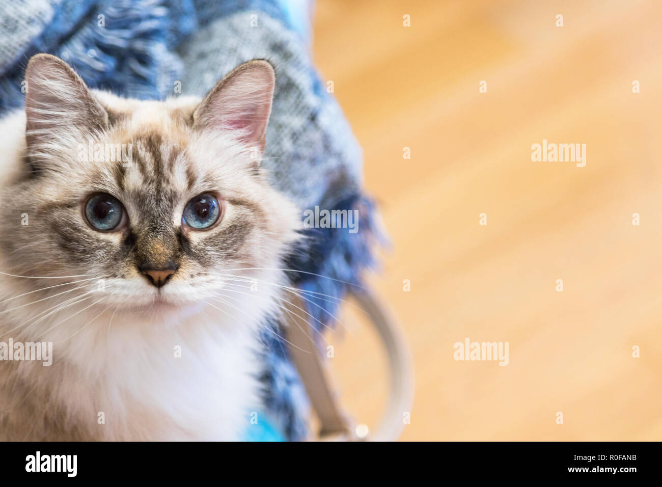 Bellezza gatto domestico a casa, razza Siberiana Foto Stock