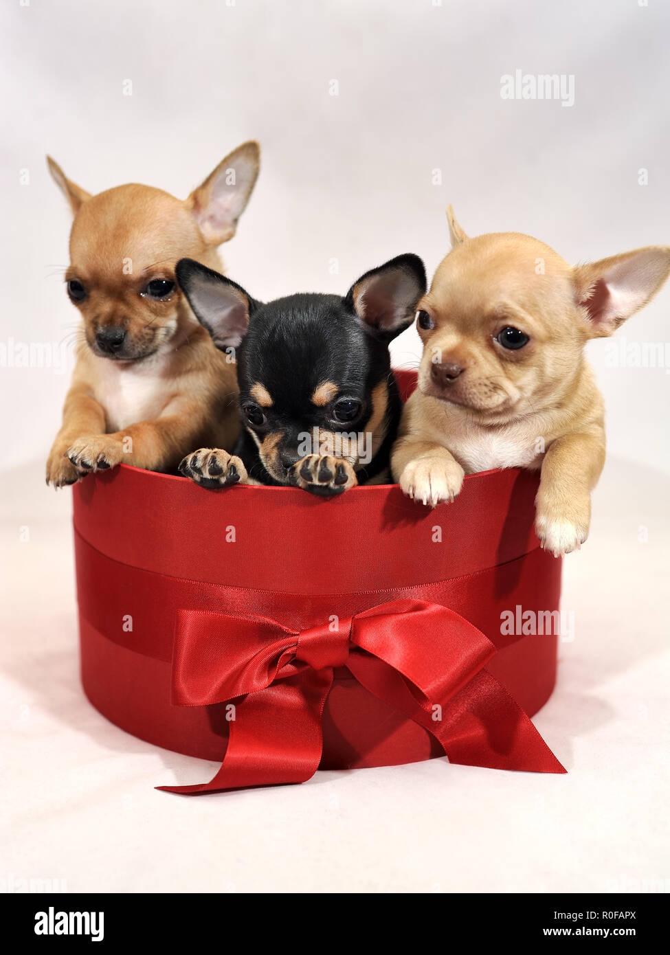 Cuccioli di Chihuahua in una confezione regalo rossa su sfondo bianco Foto Stock