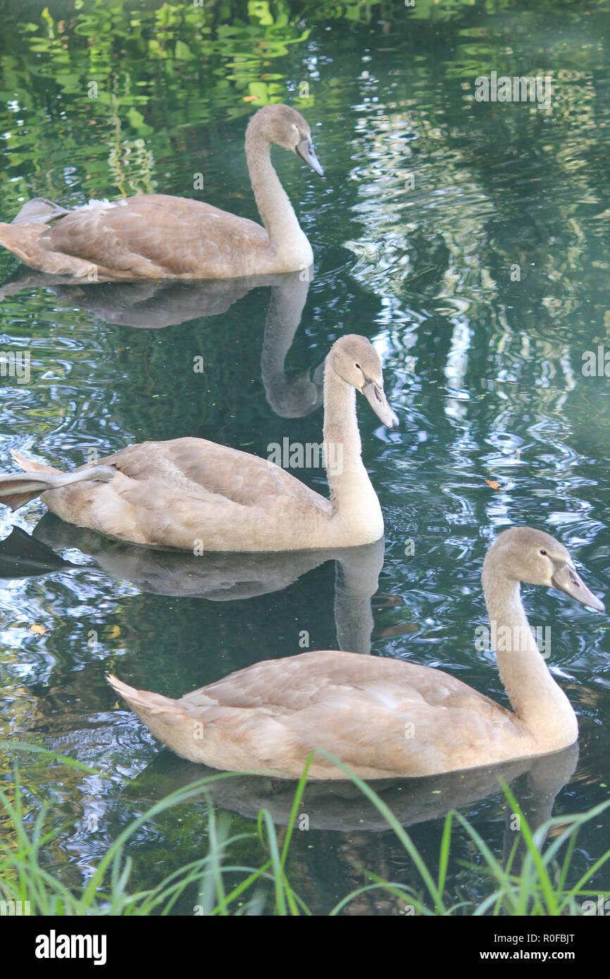 Famiglia Swan nei Paesi Bassi Foto Stock