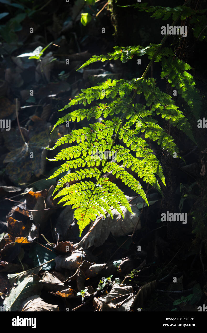La retroilluminazione del battente singolo di un nativo di felce selvatica in inglese Bosco in autunno con texture e dettagli e spore visibile, Lancashire, Inghilterra, Regno Unito Foto Stock