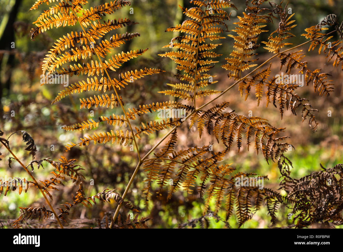 La singola foglia di un nativo wild bracken fern in inglese Bosco in autunno con colore arancio dettagli e spore visibile, Lancashire, Inghilterra, Regno Unito Foto Stock