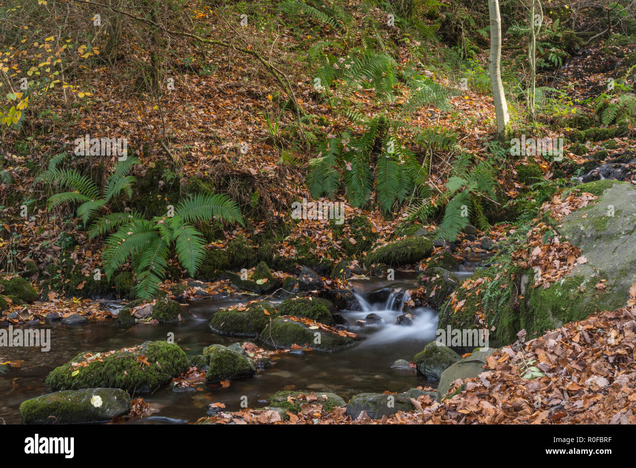 Una lunga esposizione di un piccolo ruscello che scorre giù per un burrone vicino a Windermere nel Lake District inglese parco nazionale in autunno con foglie cadute. Foto Stock