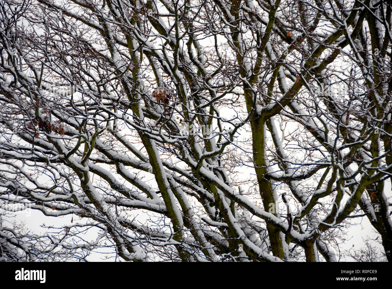 I rami di una grande quercia coperto di neve Foto Stock