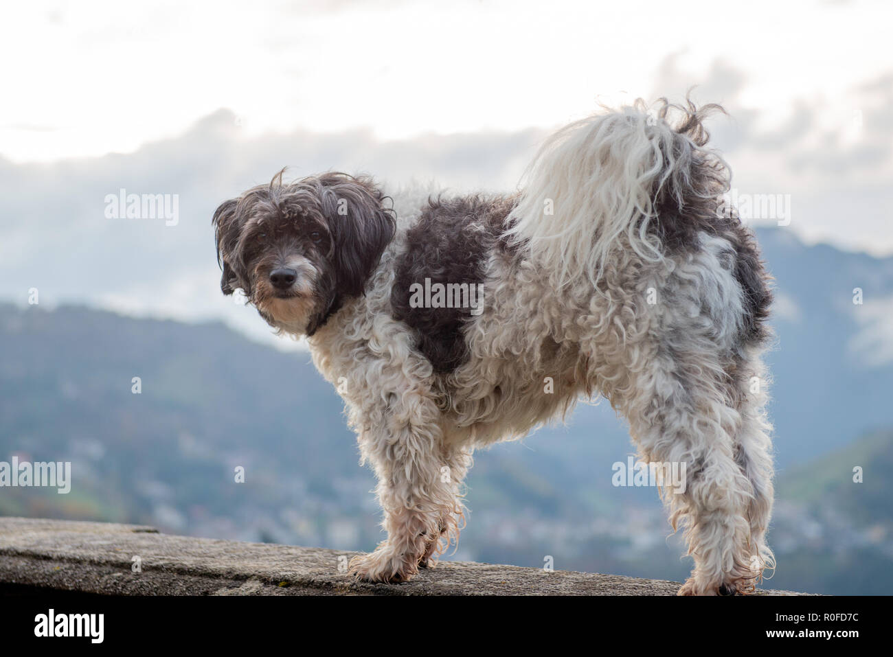 Piccolo Cane guardando il fotografo Foto Stock