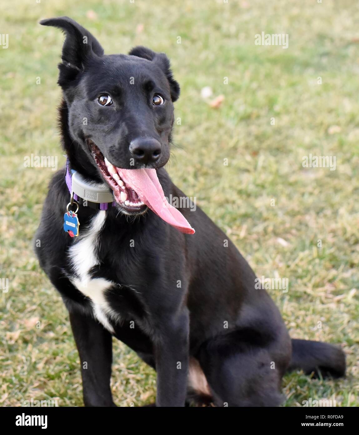 Cane con linguetta appendere fuori Foto Stock