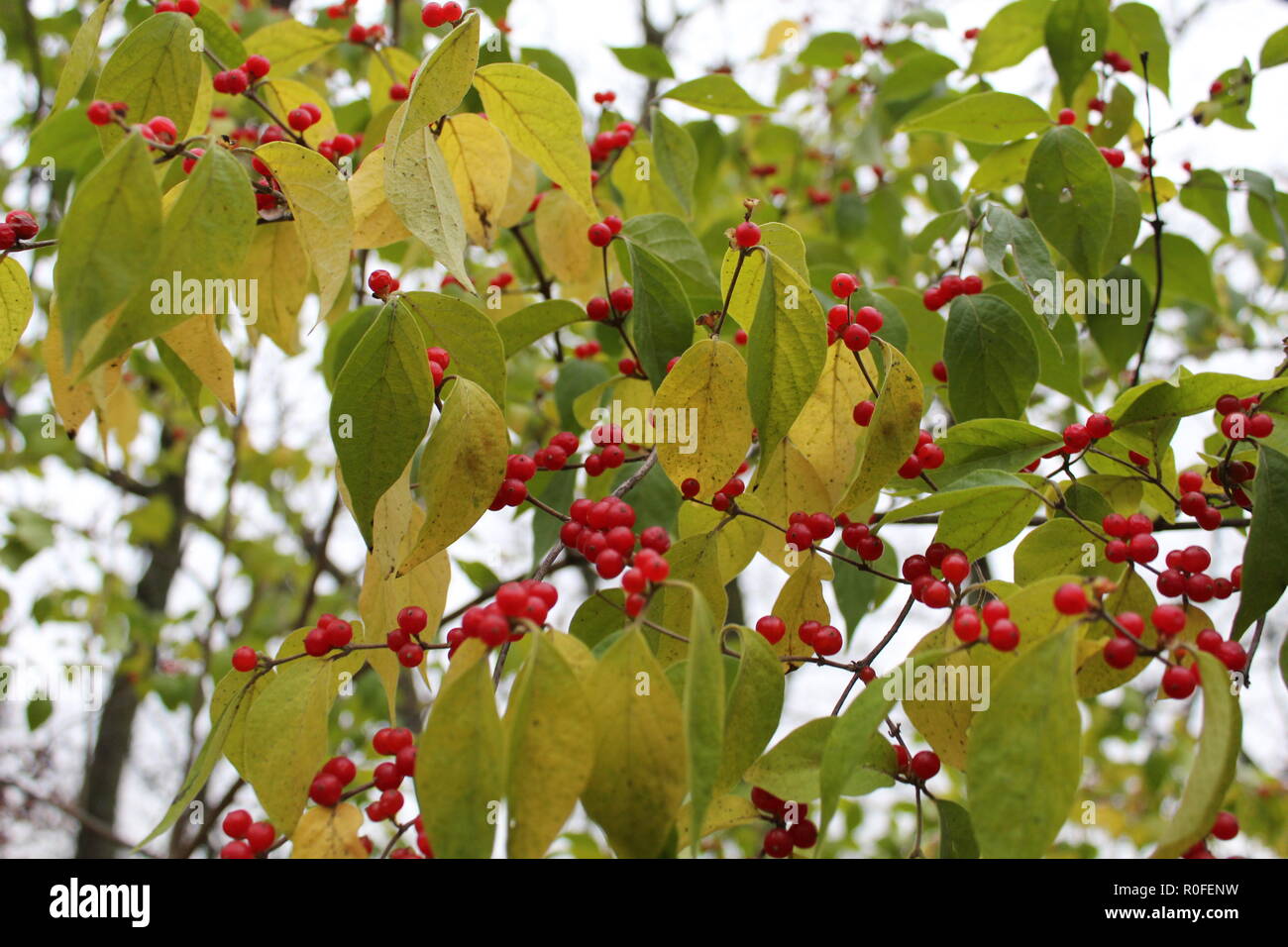 Bacche selvatiche su un albero nel Midwest, bacche rosse e foglie verdi, sfondo cielo blu Foto Stock