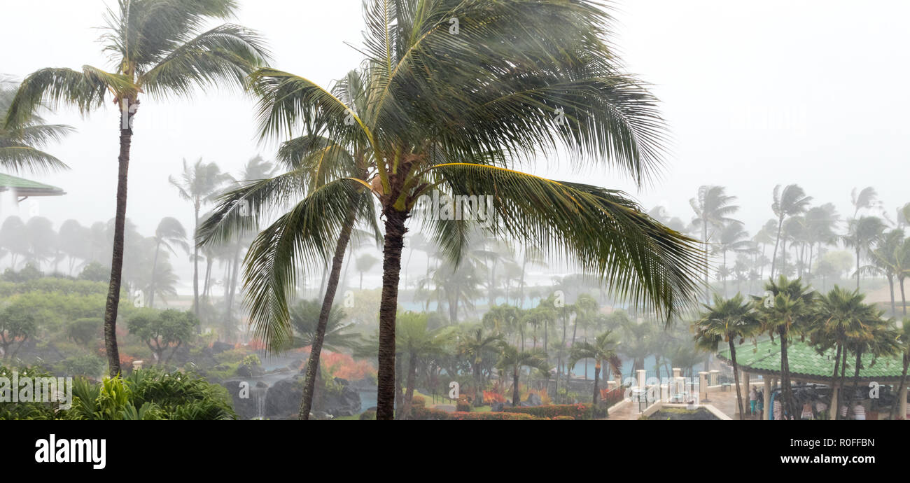 Alberi di palma che soffia in venti di tempesta e la pioggia come ciclone tropicale si avvicina a un'isola Foto Stock