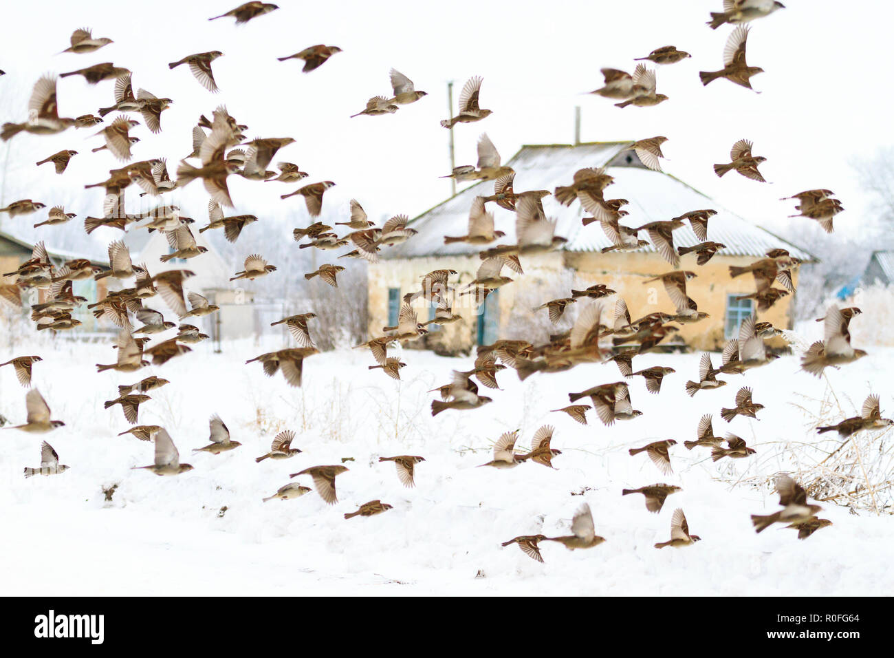 Stormo di passeri mosche in inverno sullo sfondo della casa abbandonata Foto Stock