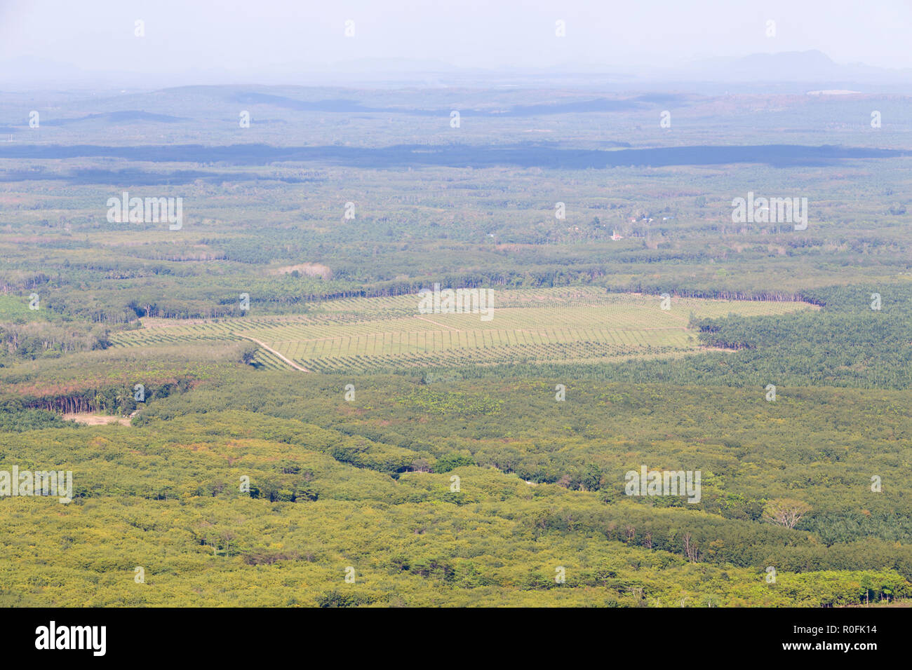 Vista aerea con olio di palma di piantagioni, Krabi, Thailandia Foto Stock