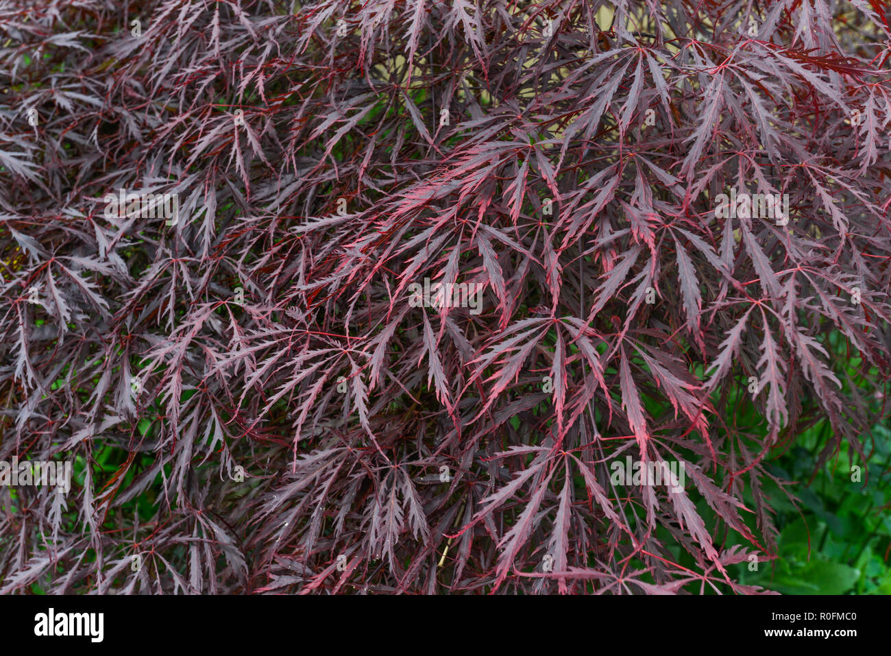 Viola colpisce le foglie di ciò che si ritiene essere un tipo di acero giapponese / Acer palmatum. Un giardino ornamentale impianto NEL REGNO UNITO Foto Stock