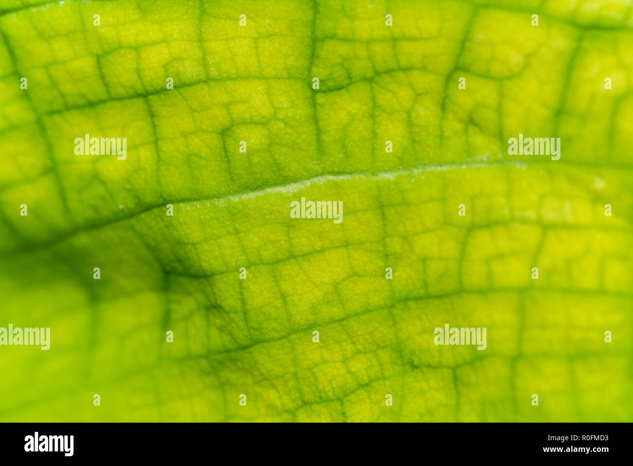 Macro foto foglia verde superficie - giardino pianta. Struttura astratta delle foglie verdi. Foto Stock