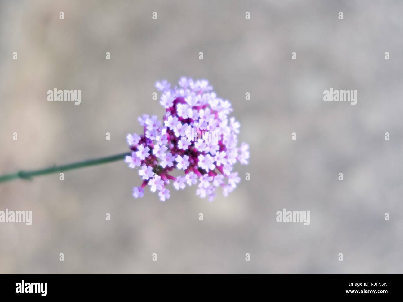 Woburn Abbey terreno e giardini, Bedford, Inghilterra Foto Stock